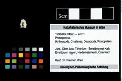 Foto (Objekt + Etikett) von Prosopon sp.  (NHMW-GEO-1990-0041-4663)